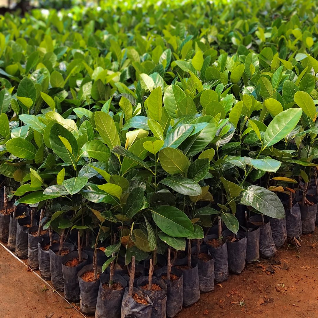 Jack Fruit - Vietnam Early/all Season