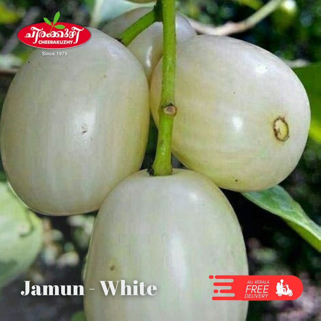 jamun white