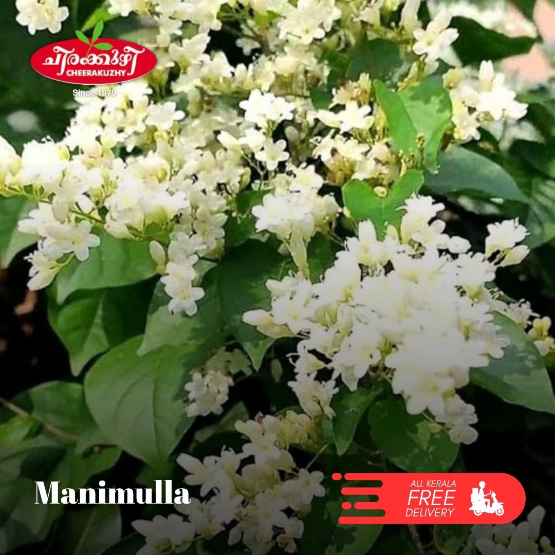 Jasmine - Manimulla