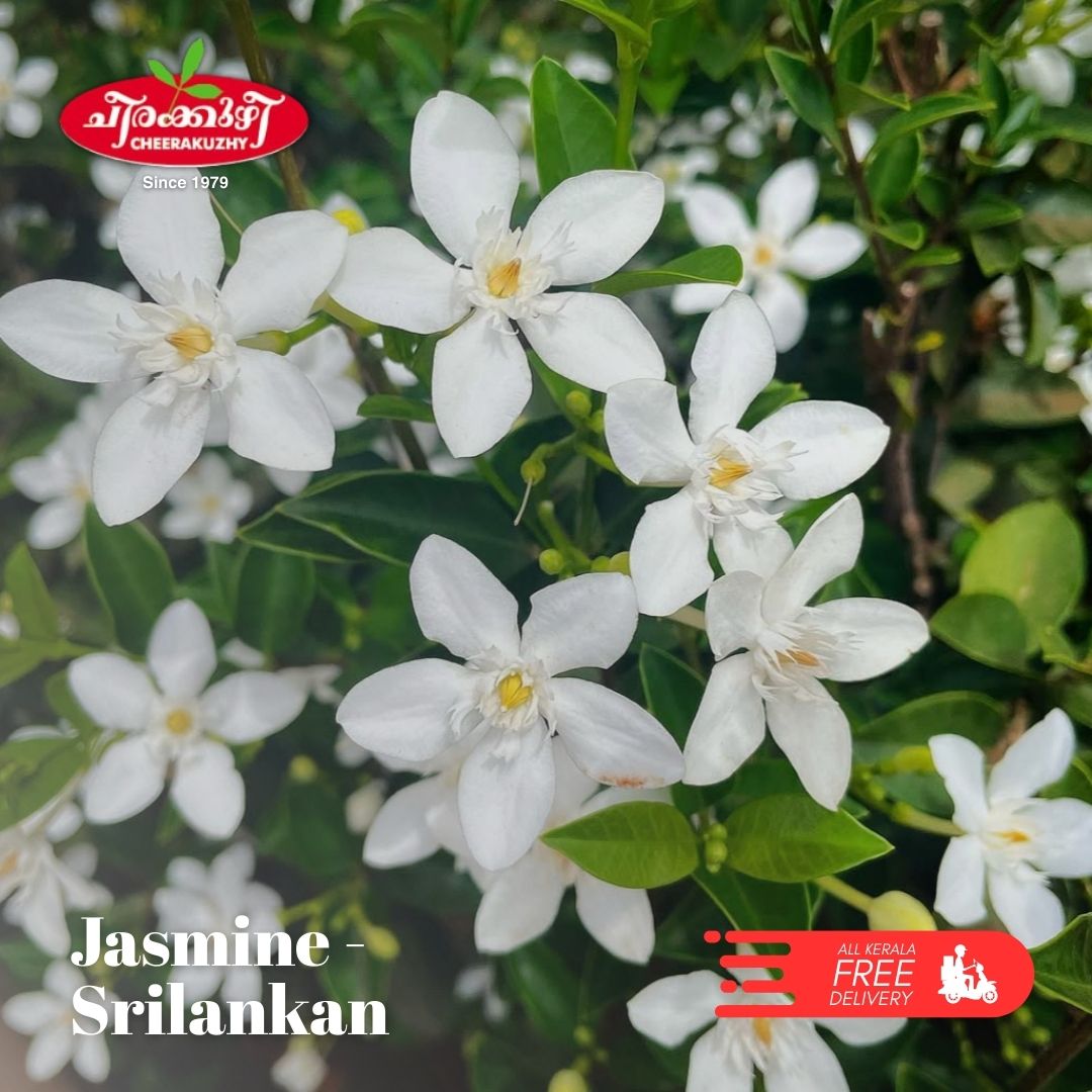 jasmine - sri lankan