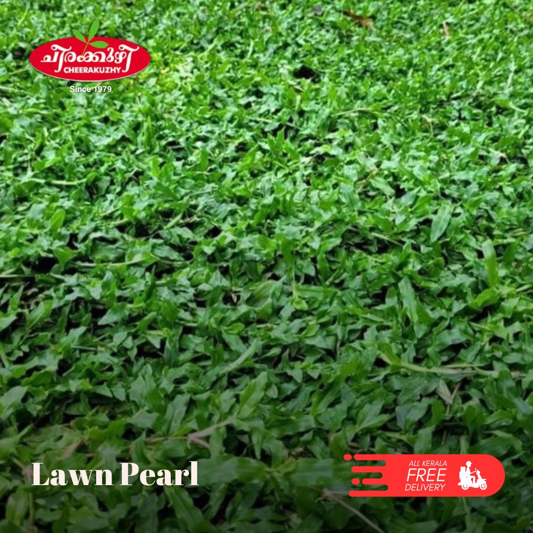 Lawn - Pearl Grass
