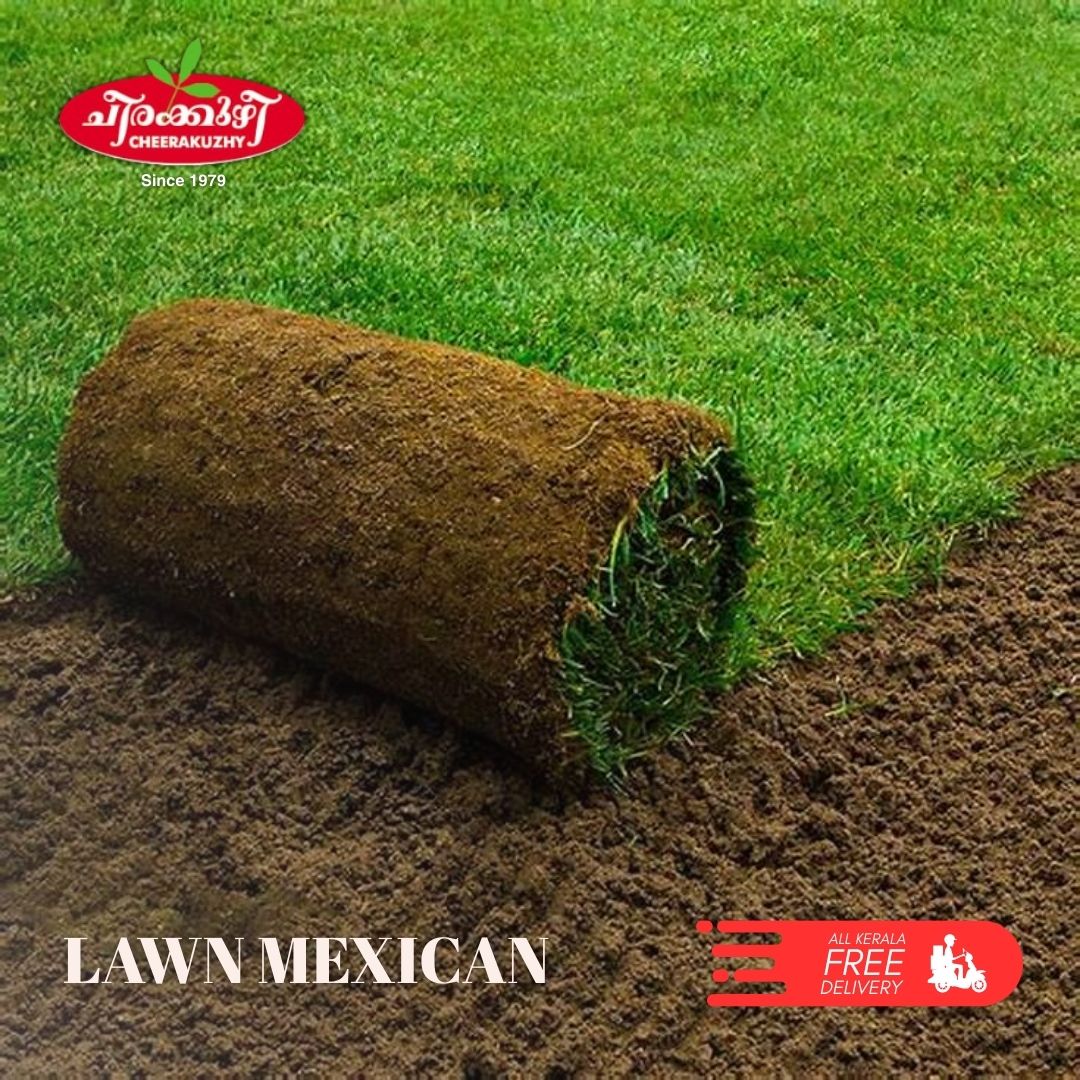 lawn - mexican grass