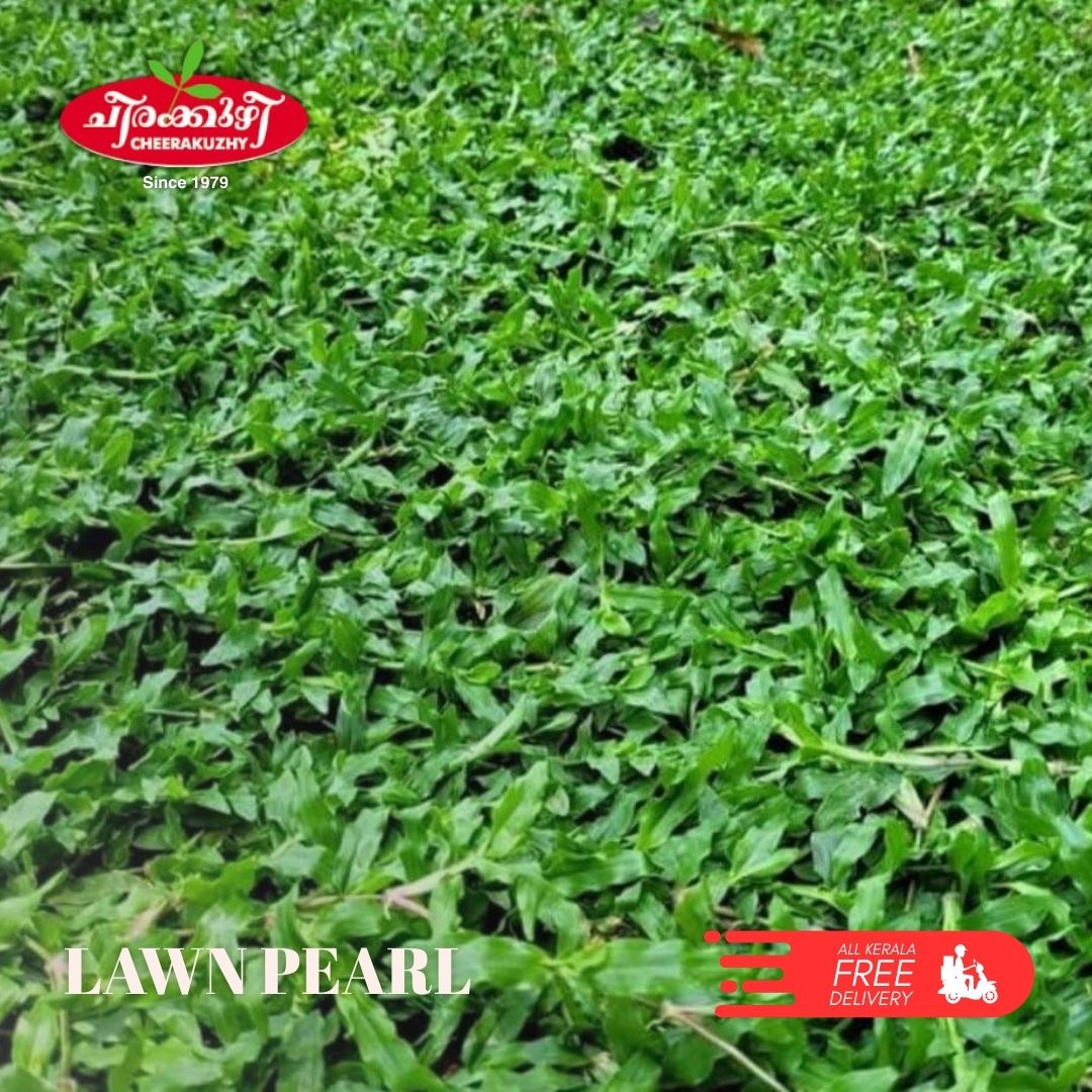 lawn - pearl grass