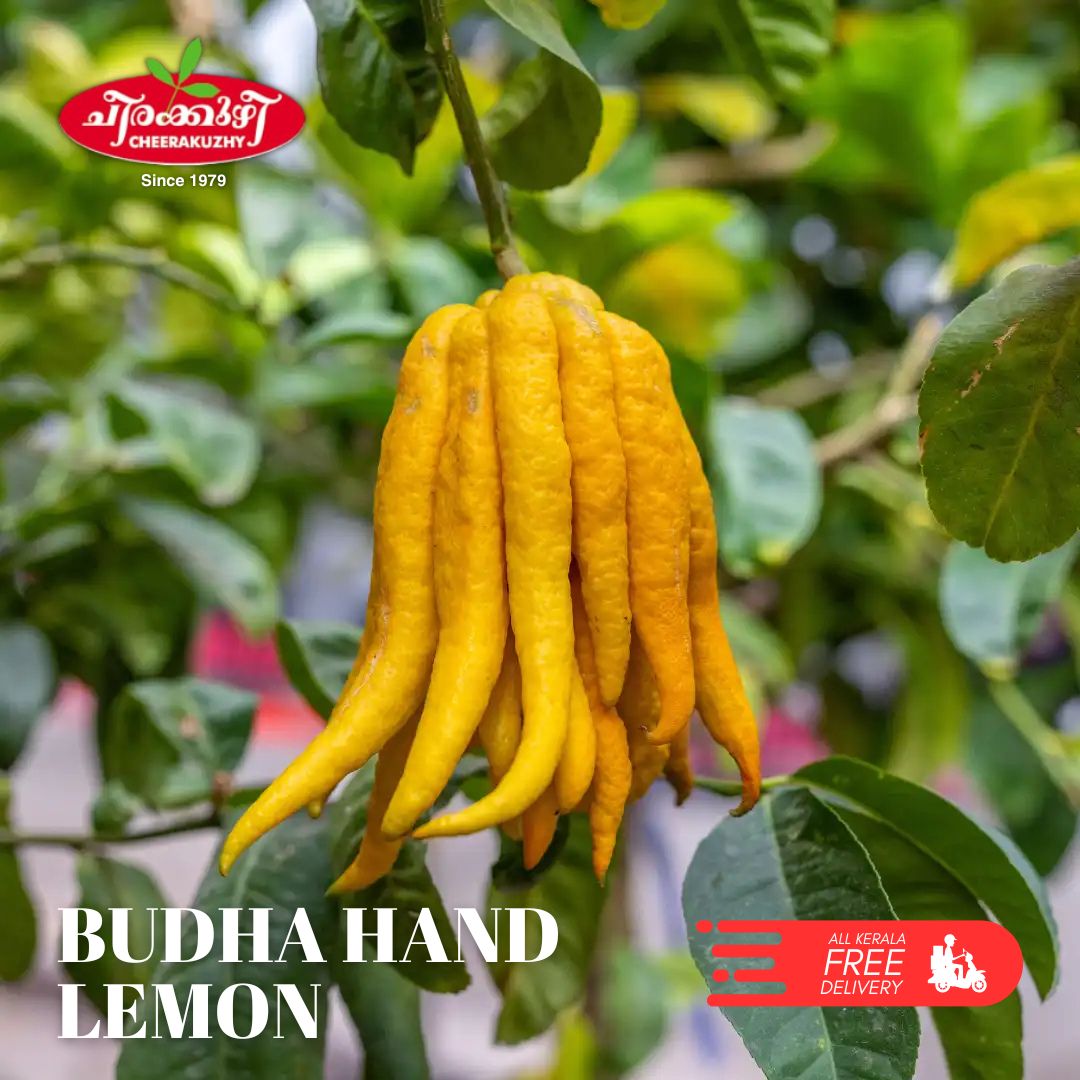 lemon - budha hand