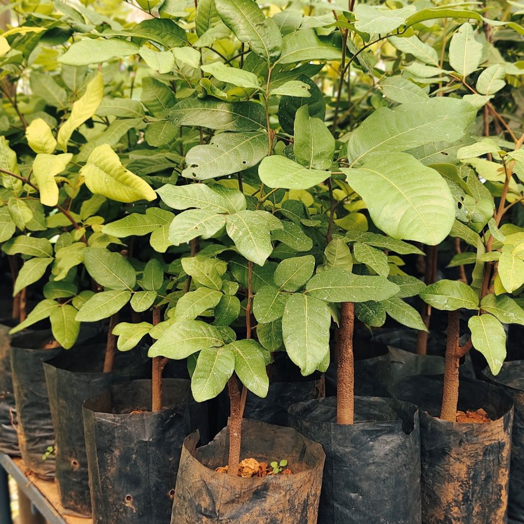 Longa - Daimond River