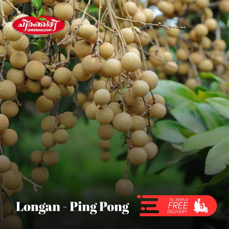 Longan - Ping Pong