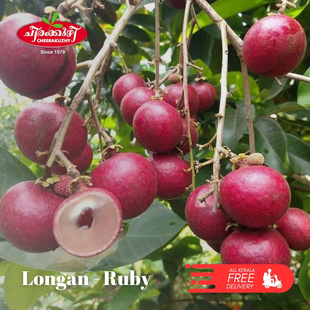 longan ruby