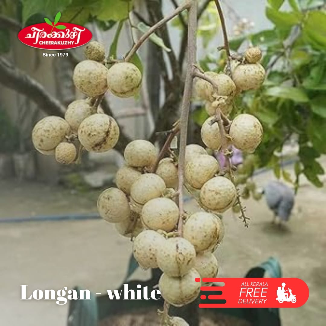 longan white
