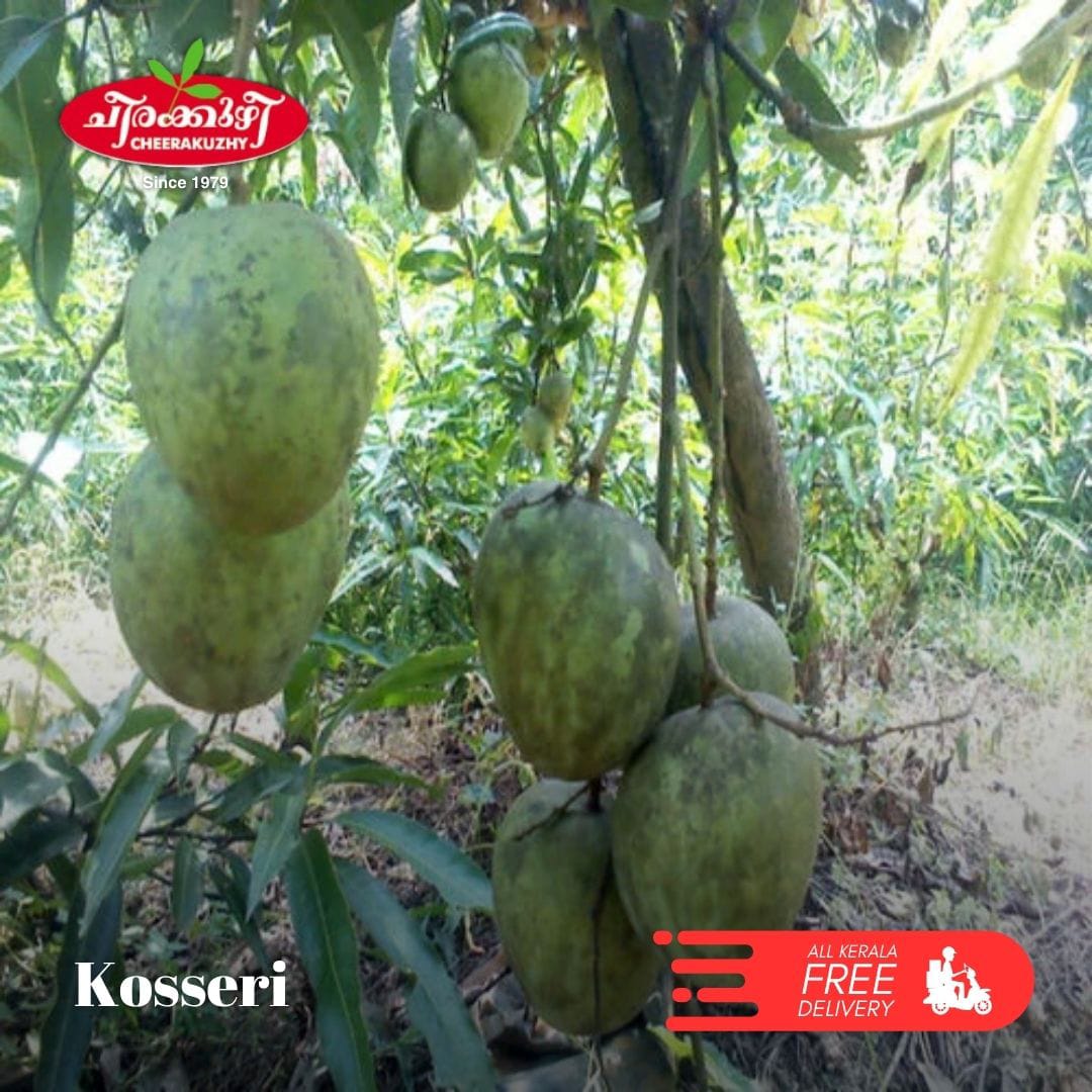 Mango - Kossery