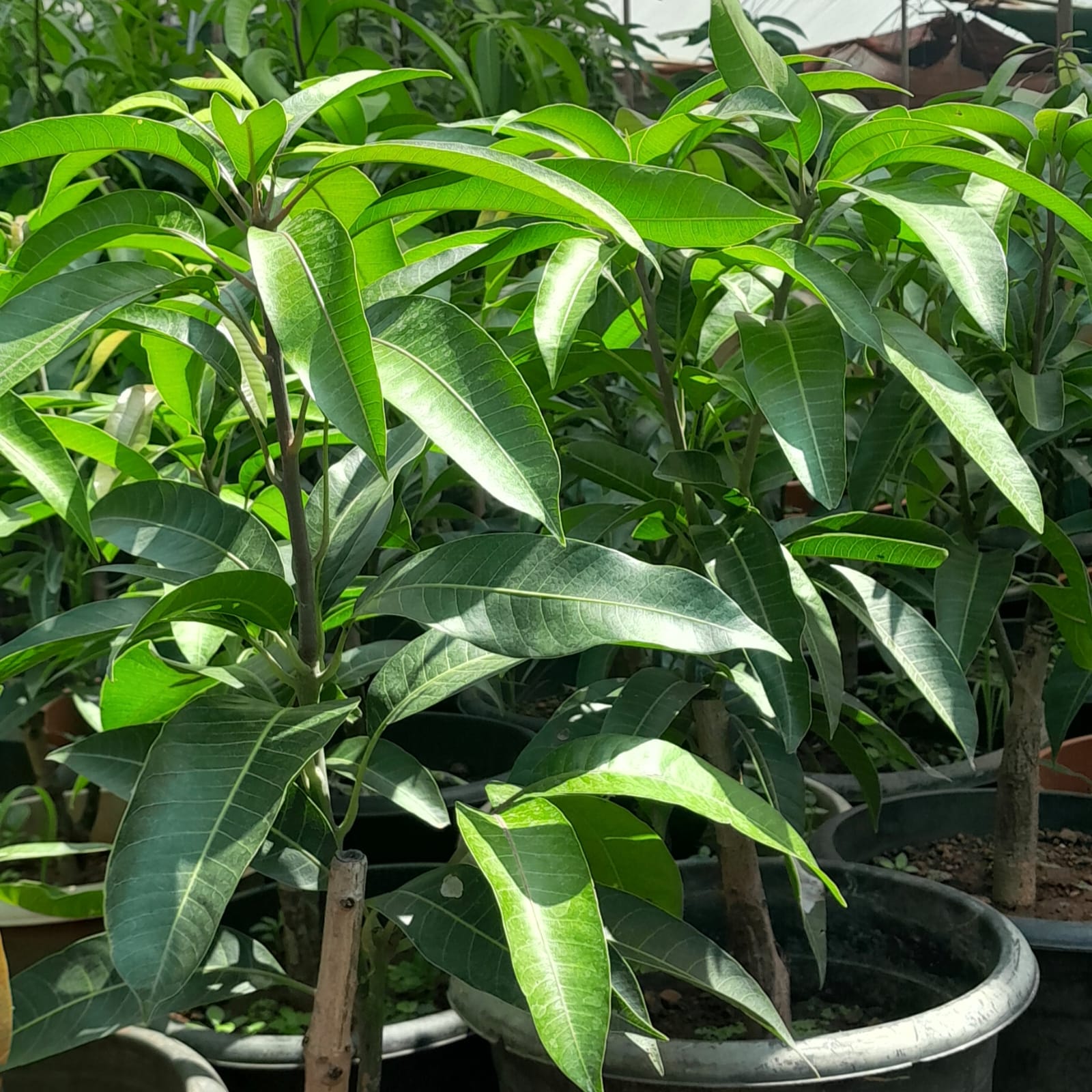 Mango - Ping Guo Wen