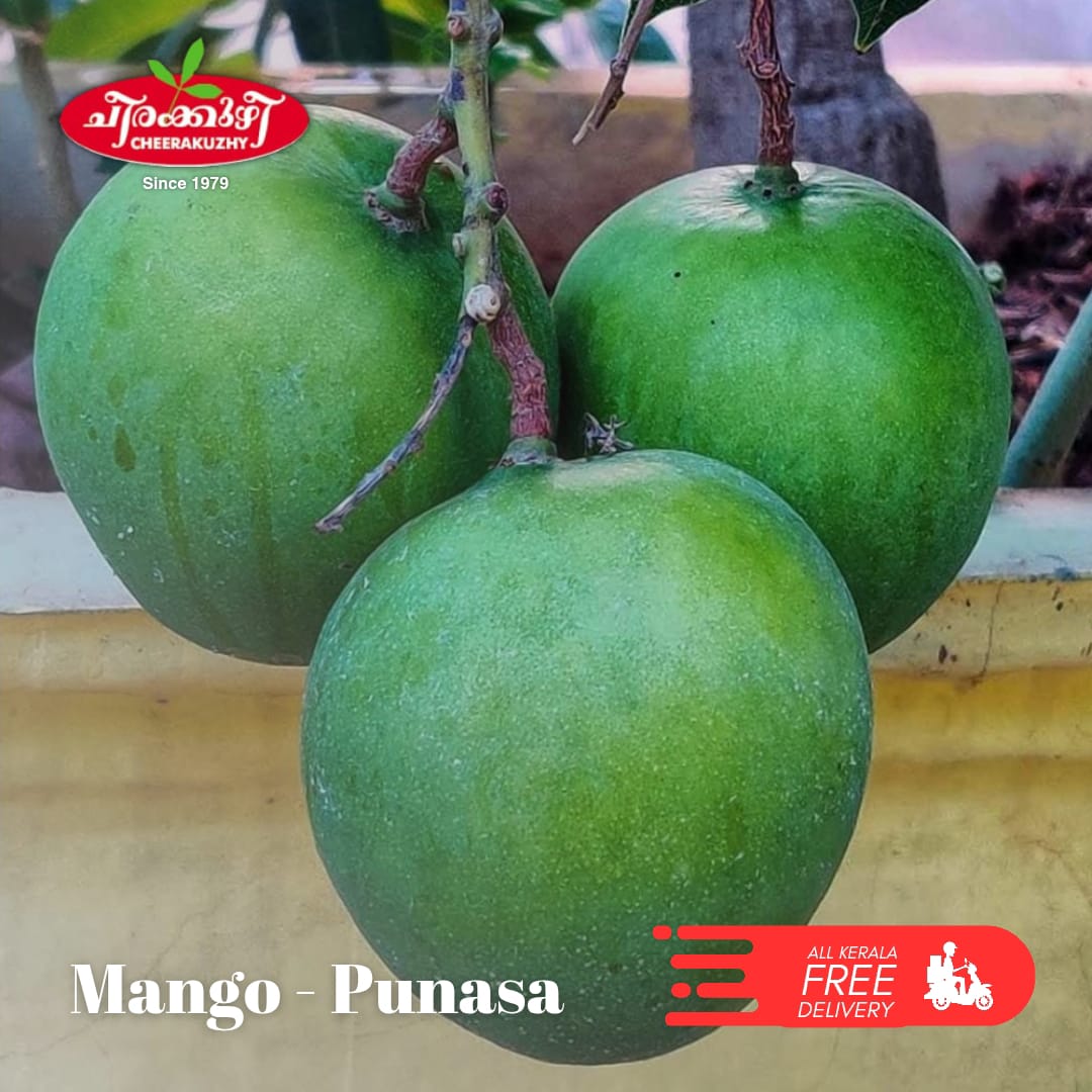 mango - punasa