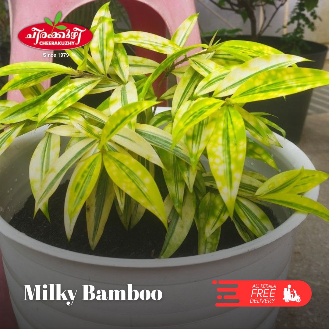Milky Bamboo