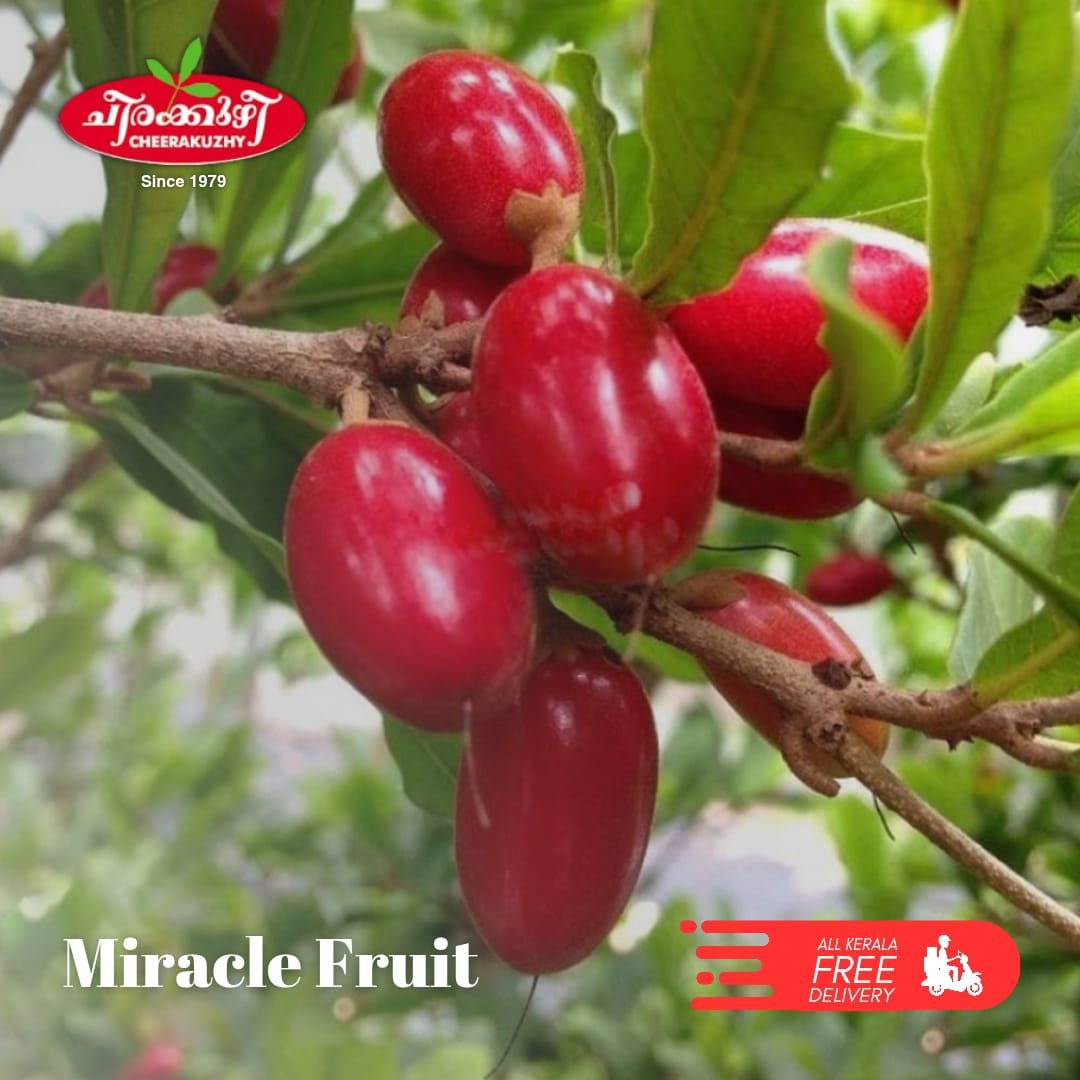 miracle fruit