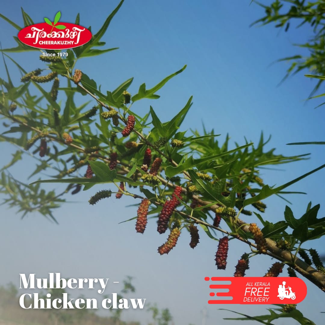 Mulberry - Chicken Claw