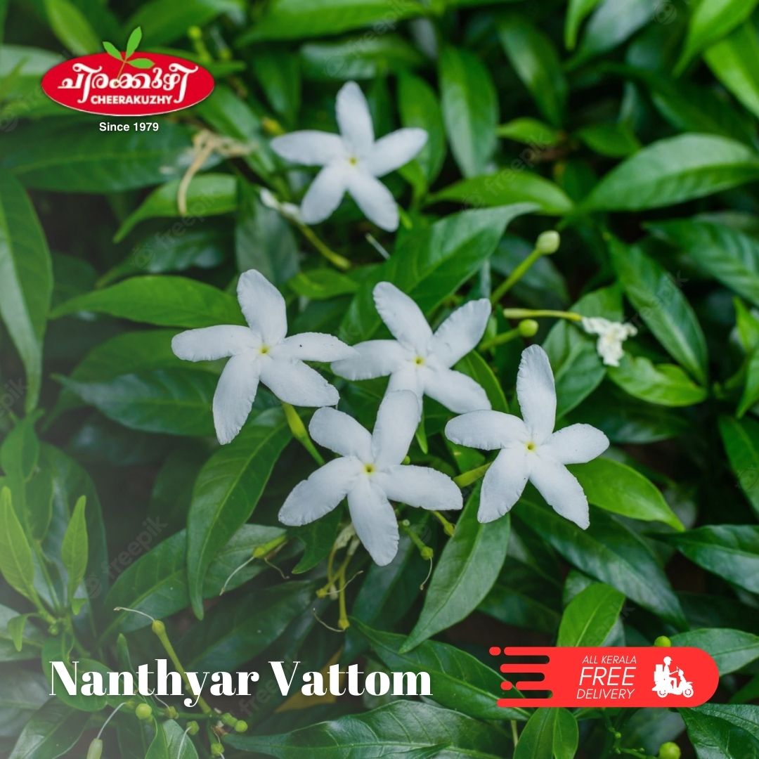 nanthyarvattam