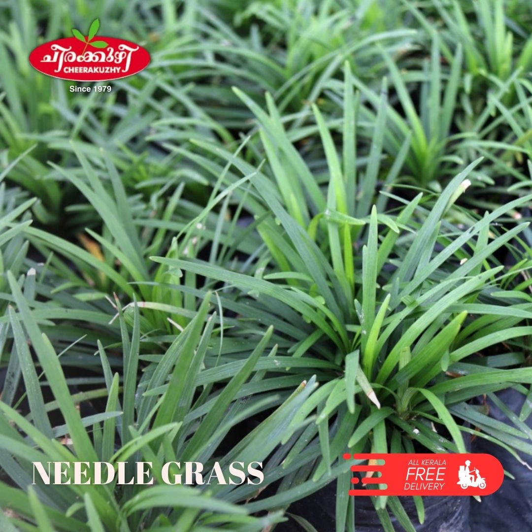 needle grass