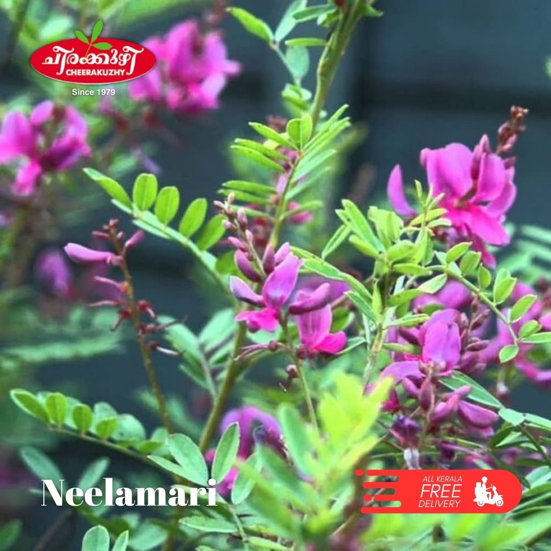 Neelamari