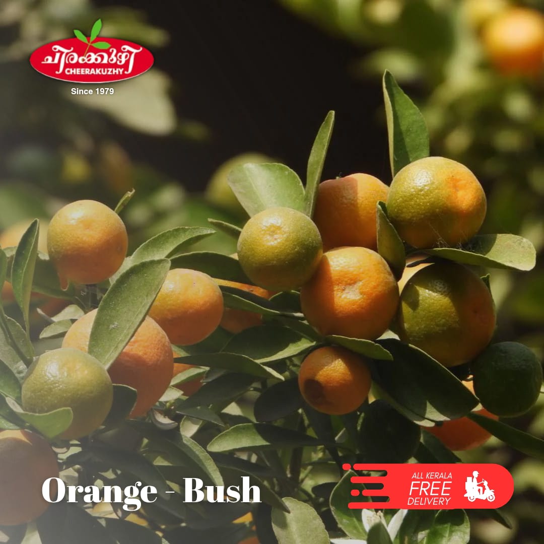 Orange Bush