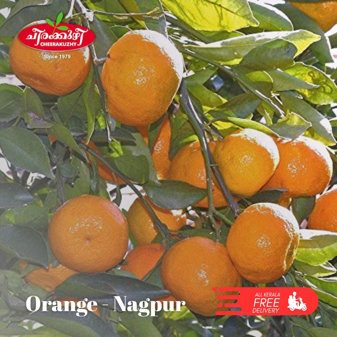 orange - nagpur