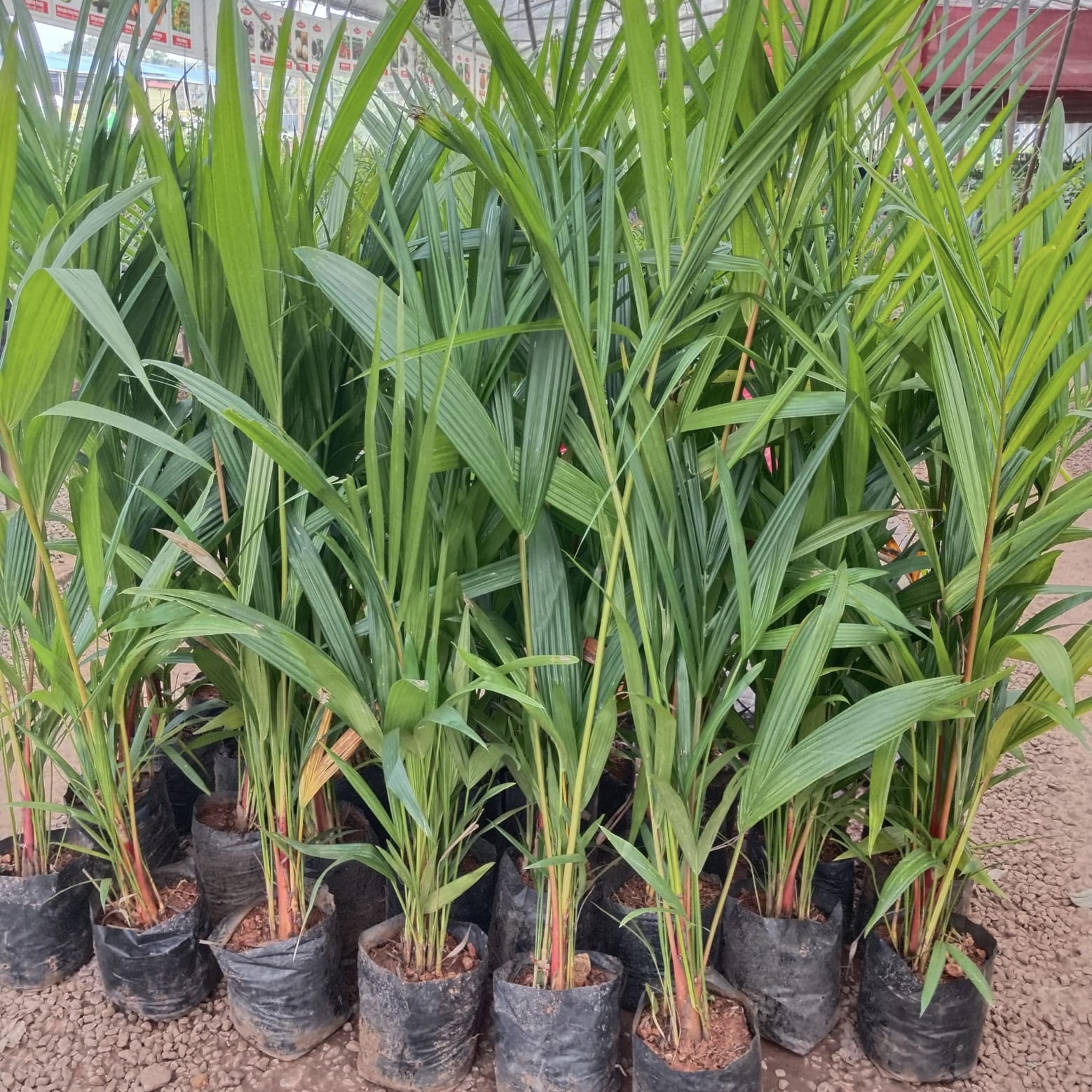 Palm - Red Palm