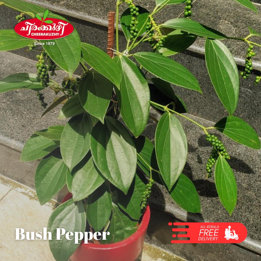 pepper - bush
