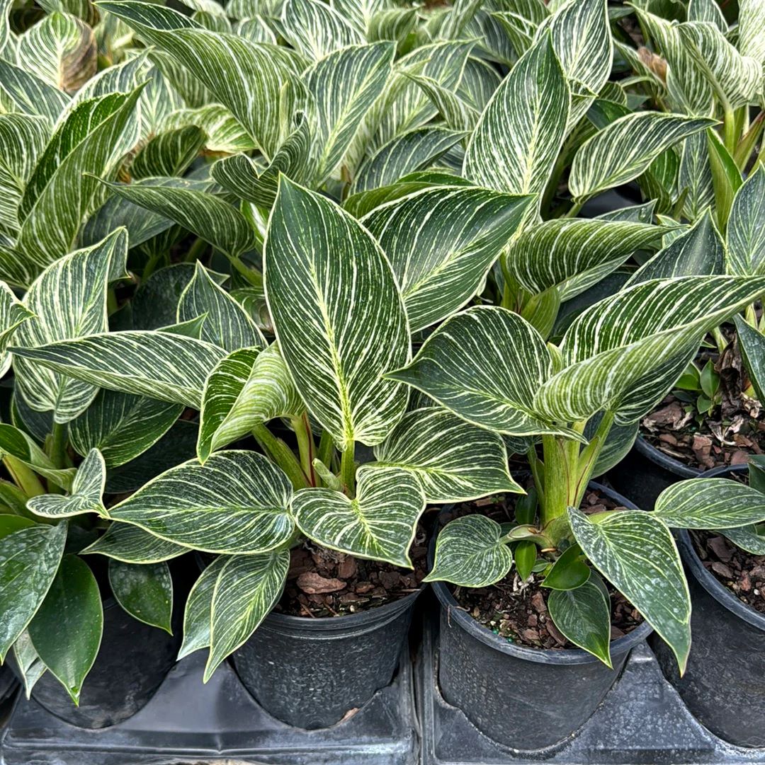 Philodendron - Birkin