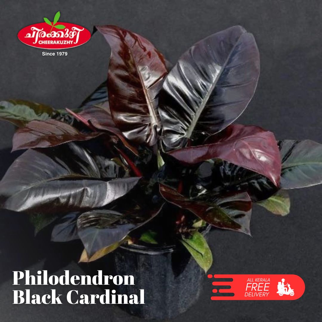 Philodendron Black Cardinal