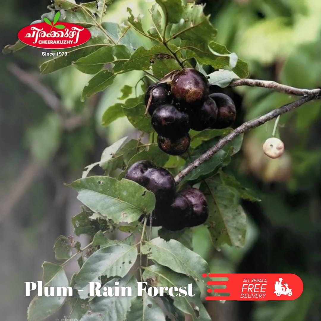 plum rainforest