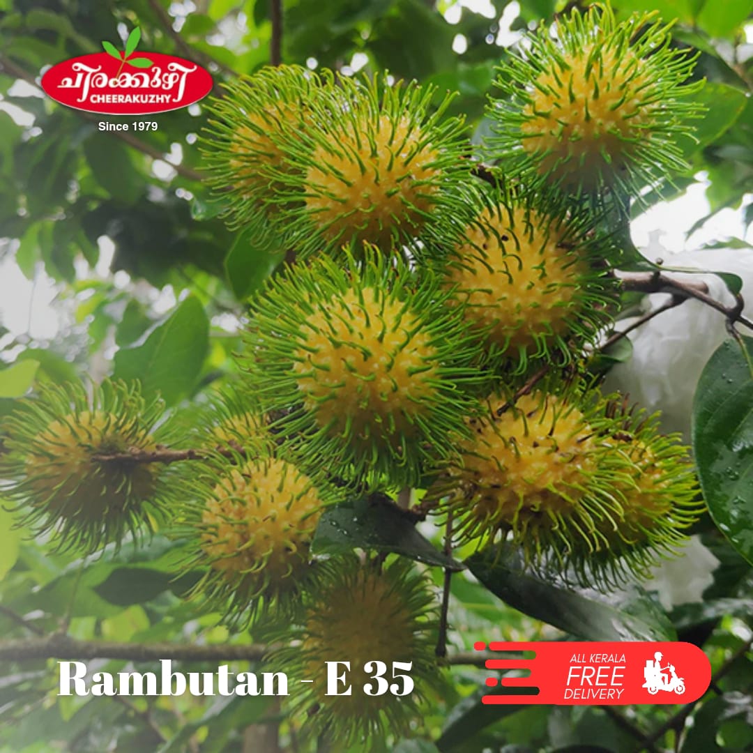 rambuttan - e35
