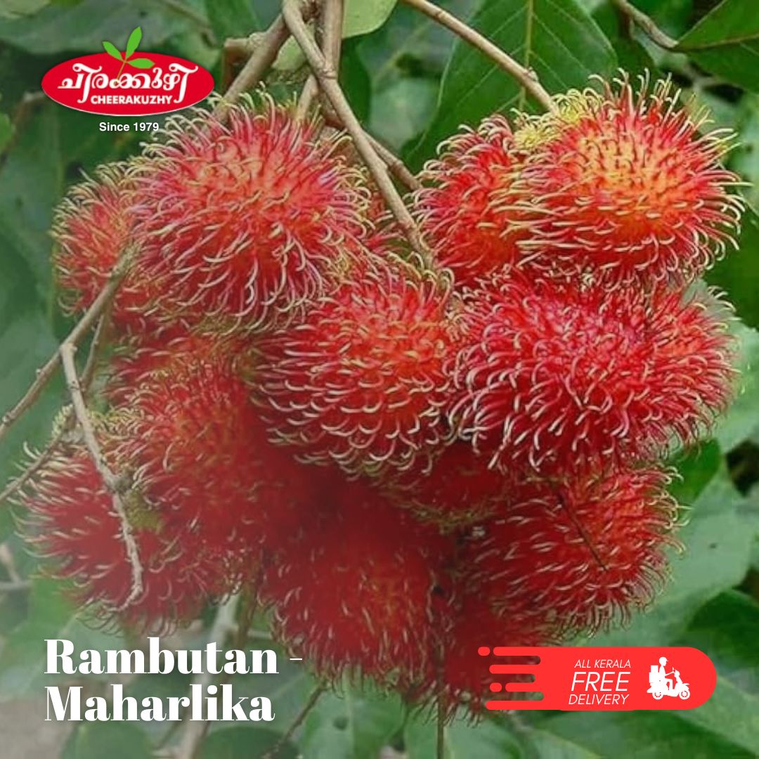 Rambuttan - Maharlika