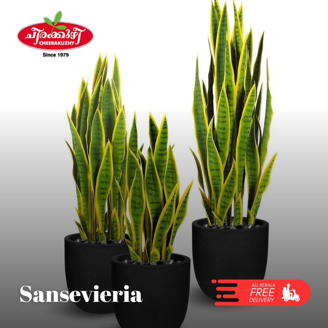 Sansevieria (Snake Plant)