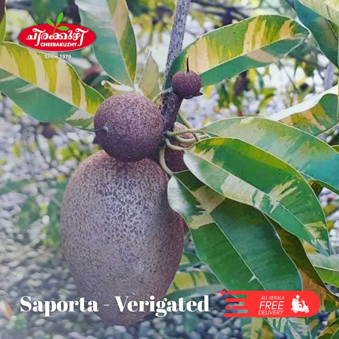 saporta - veriegated