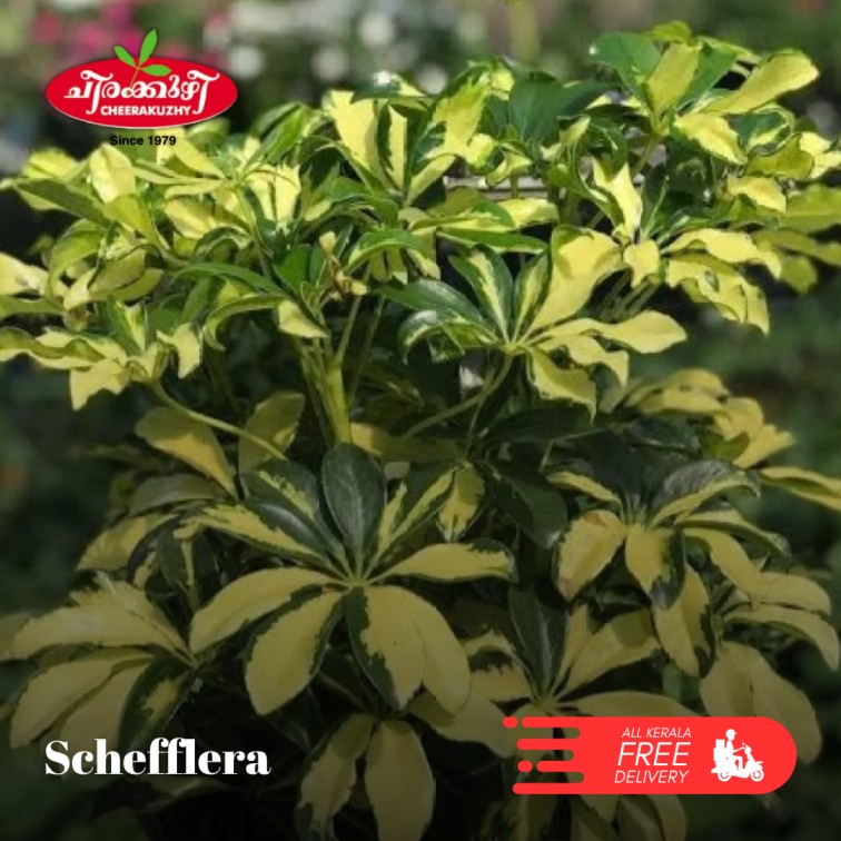 Schefflera