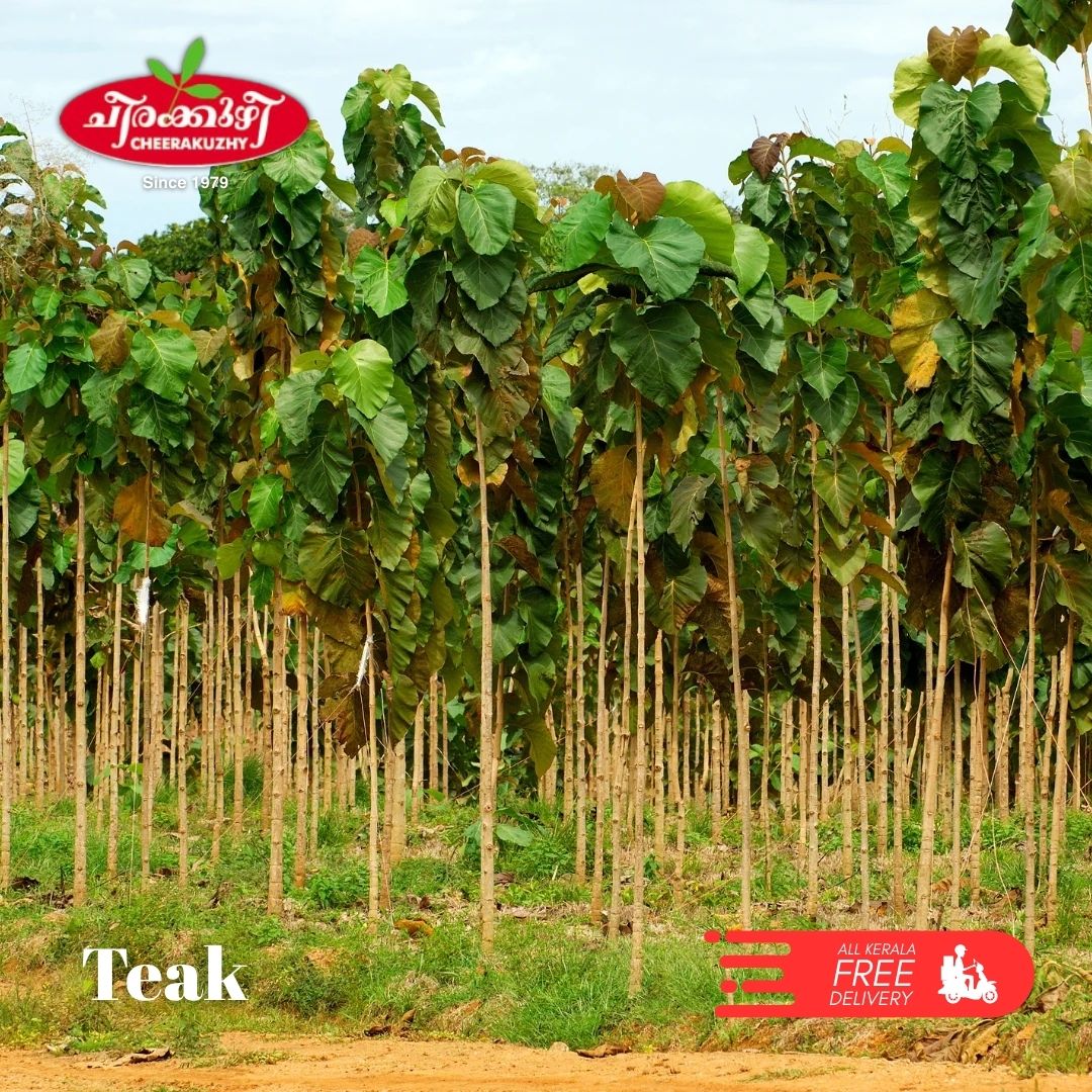 Teak Plant