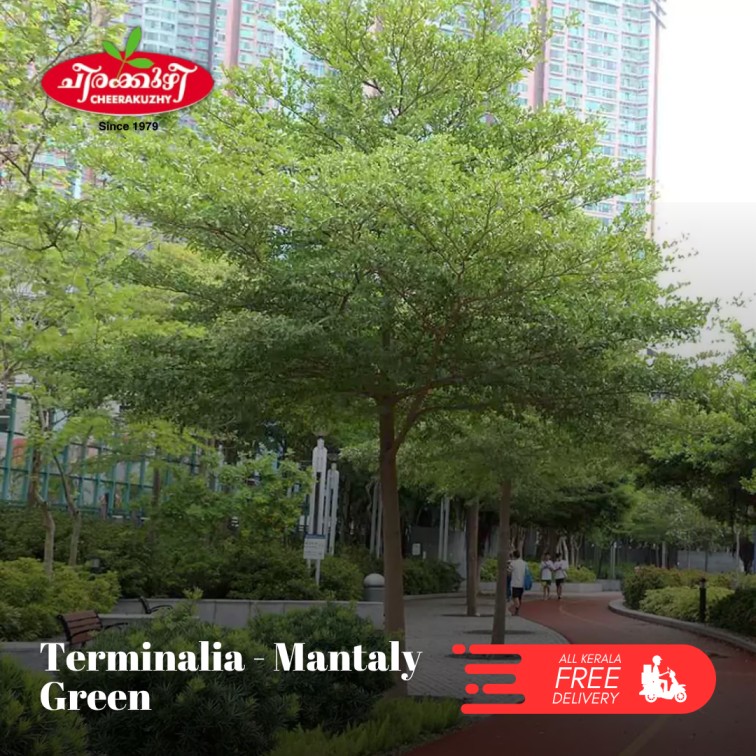 Terminalia Mantaly