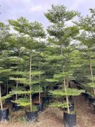 Terminalia Mantaly