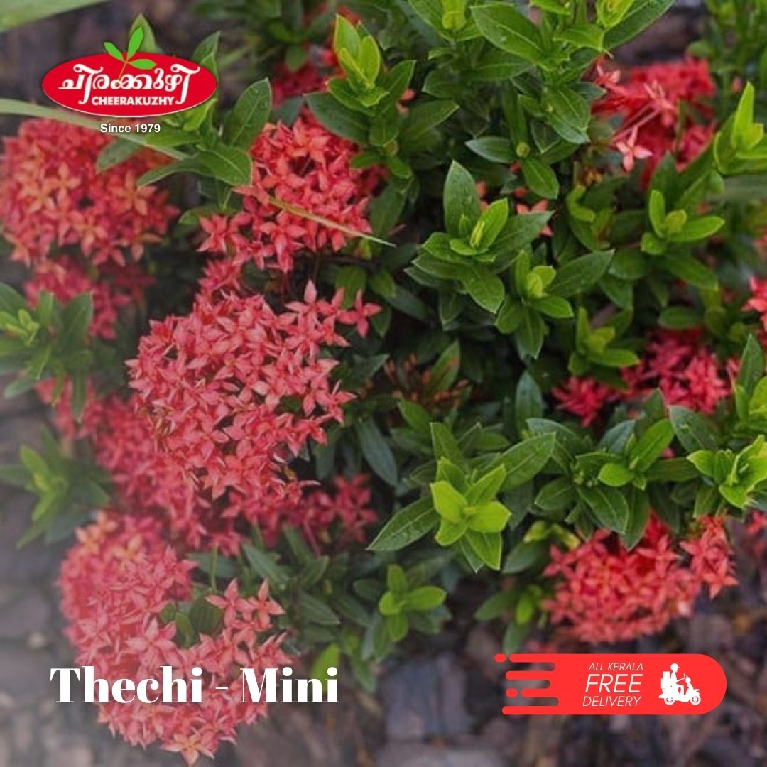 Ixora Miniatuare - (thechi)