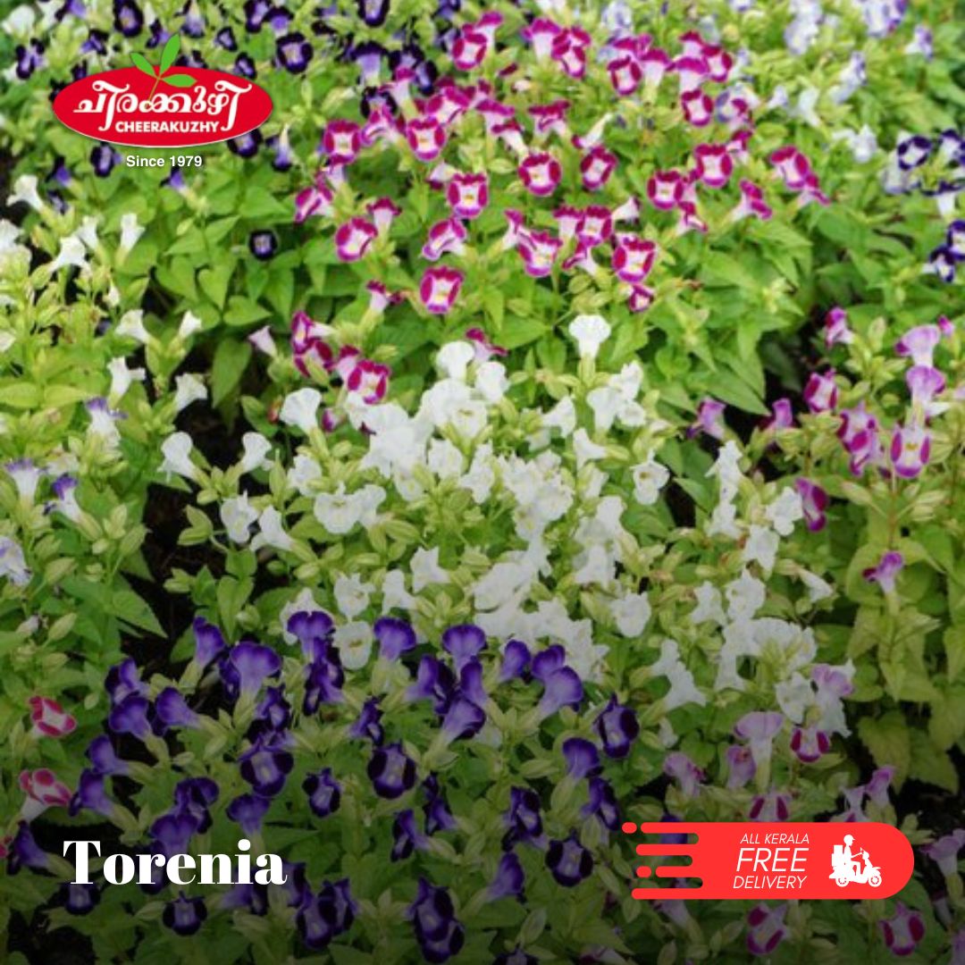 Torenia