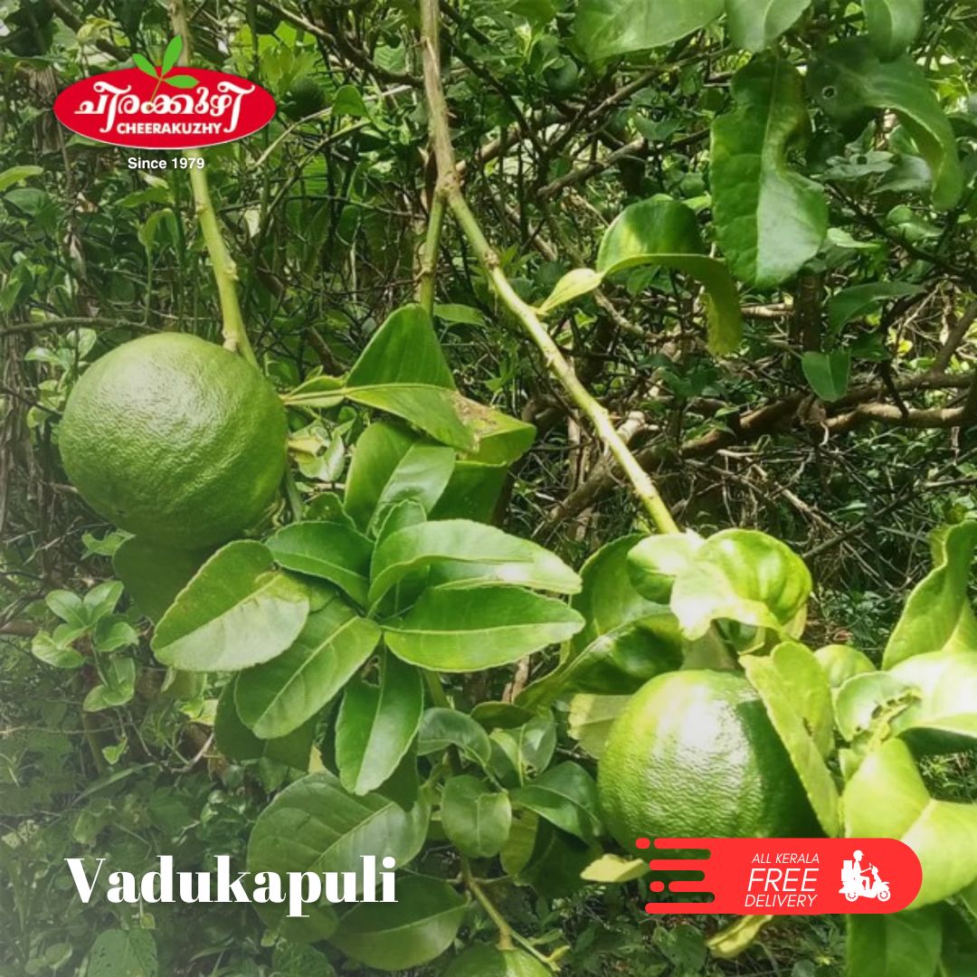 vadukapuli