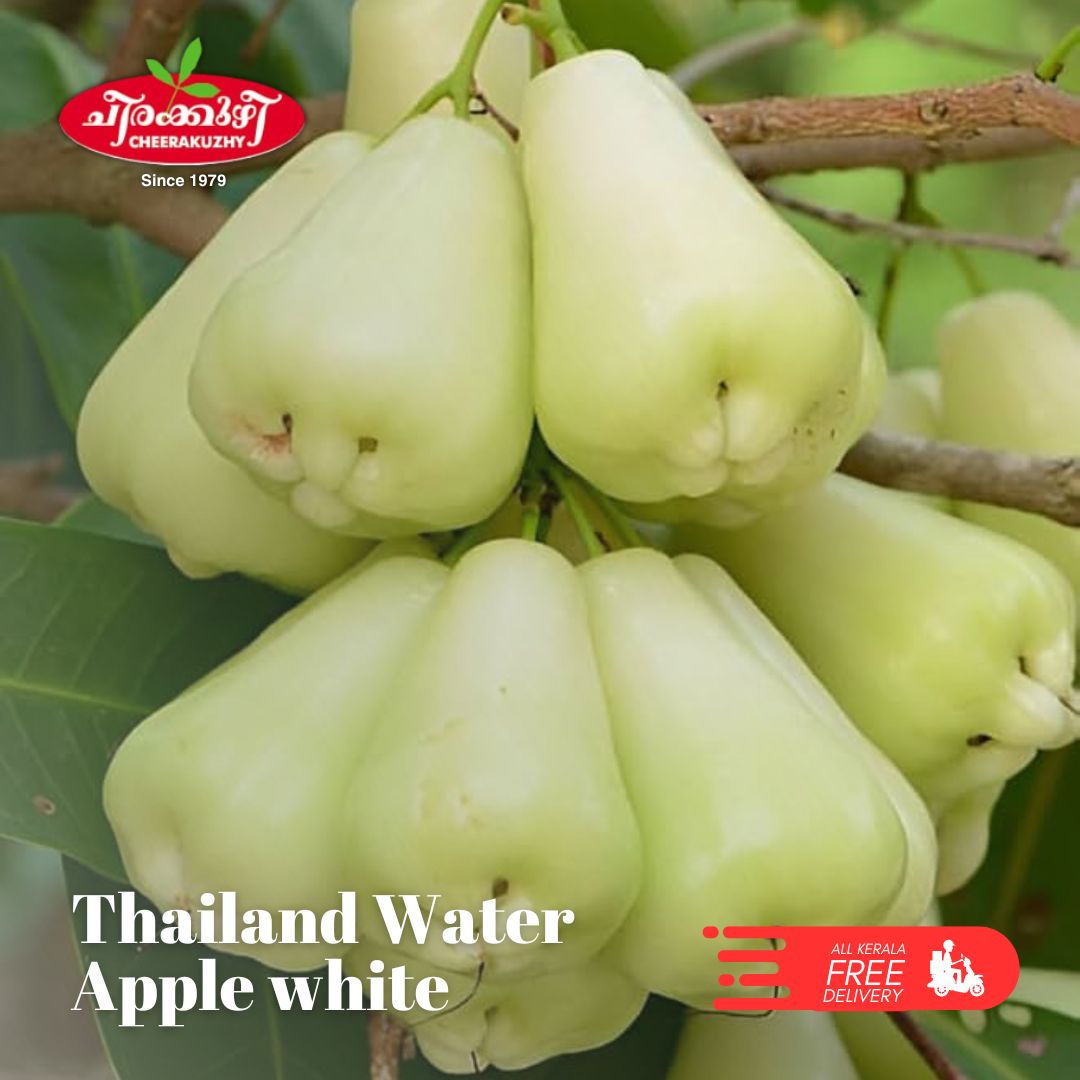 water apple - thailand white
