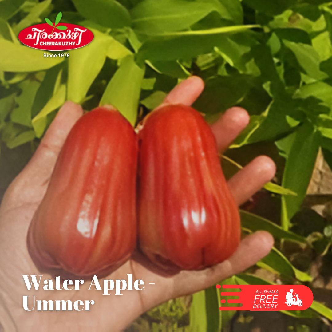 water apple - ummer