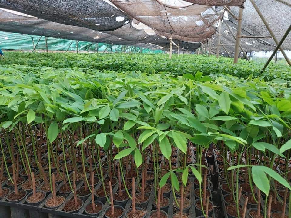 Wonder Root Trainer Rubber Plants (RRII - 105)