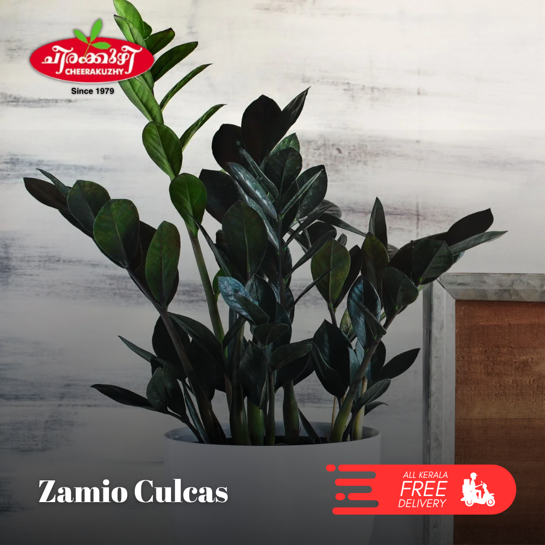Zamio Culcas (ZZ Plant) - Black