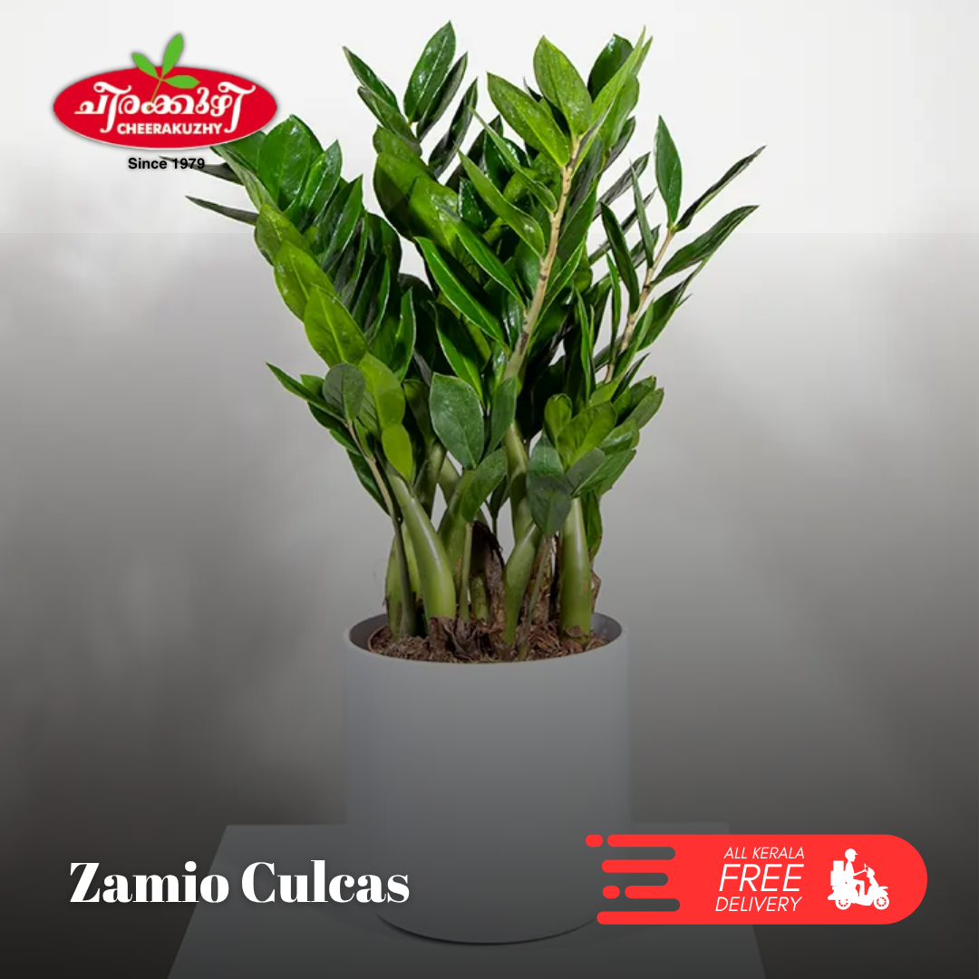 Zamio Culcas (ZZ Plant) - Green